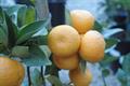 Citrus sudachi